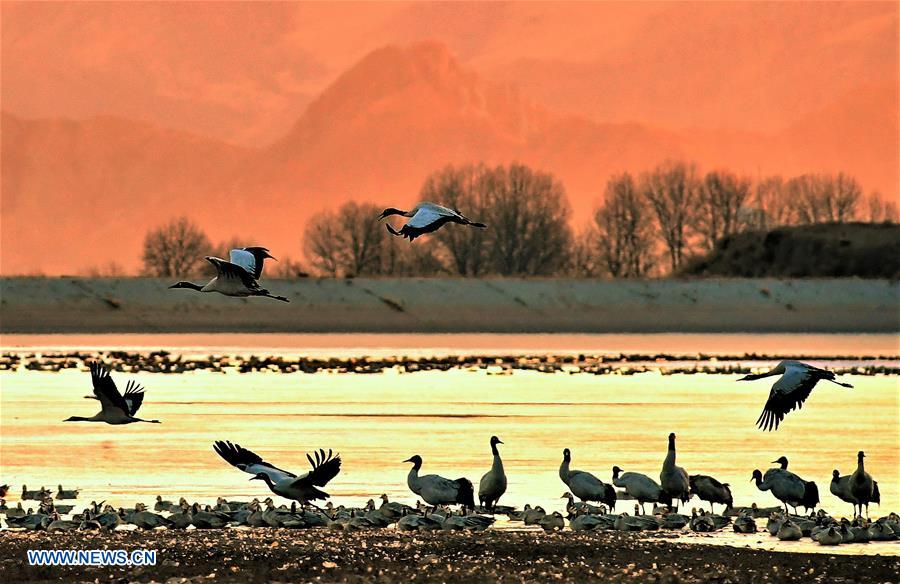 CHINA-TIBET-BLACK-NECKED CRANE-WINTER HABITAT (CN)