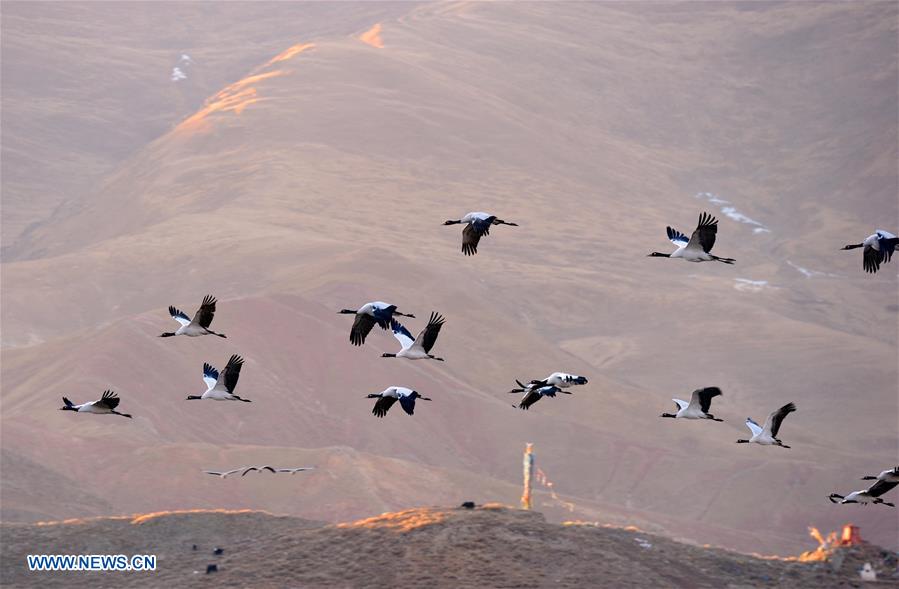 CHINA-TIBET-BLACK-NECKED CRANE-WINTER HABITAT (CN)