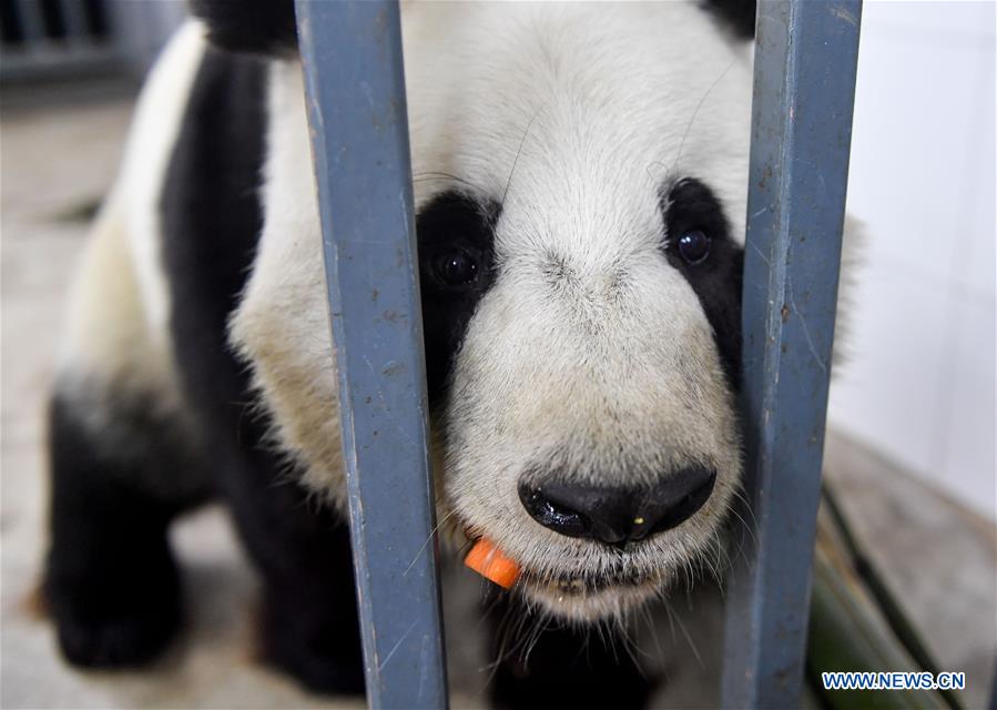 CHINA-CHANGCHUN-WINTER-GIANT PANDA (CN)