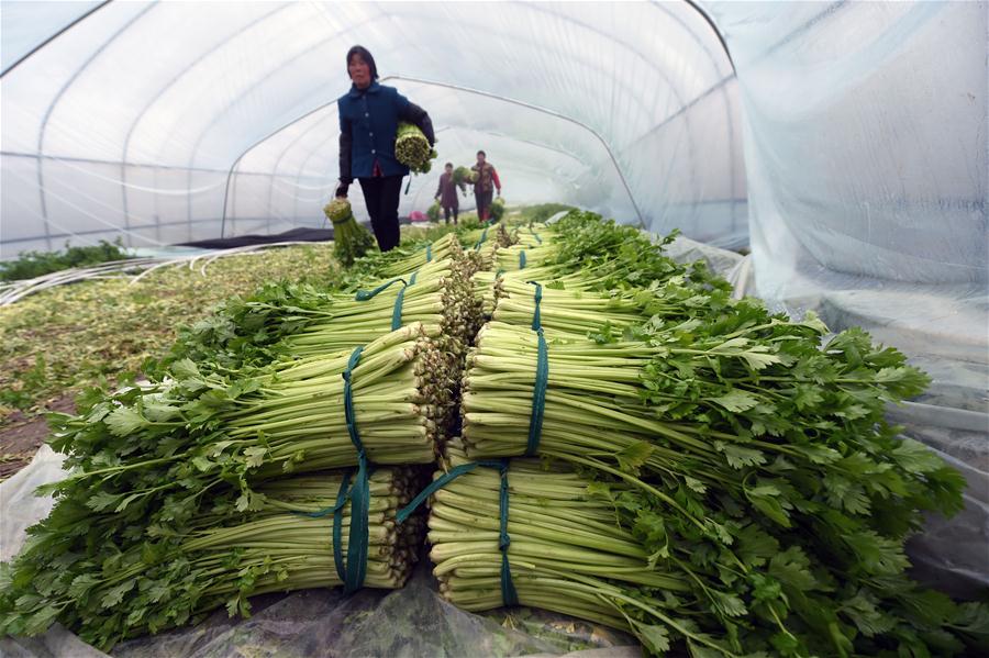 CHINA-JIANGSU-FARMING-VEGETABLE (CN)