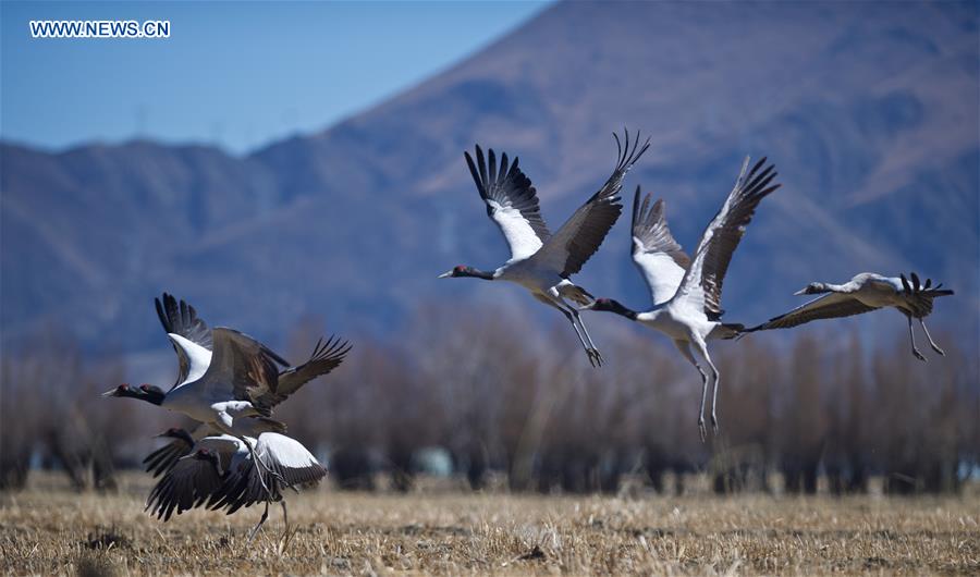 CHINA-XIGAZE-BLACK-NECKED CRANE (CN)