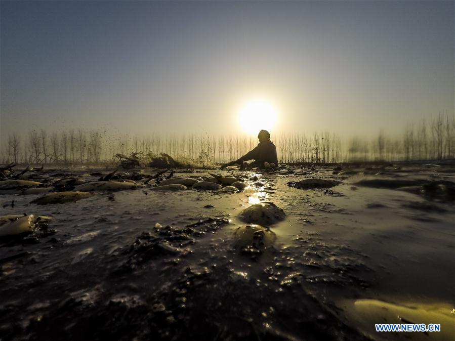 CHINA-HEBEI-BAIYANGDIAN-LOTUS ROOTS (CN)