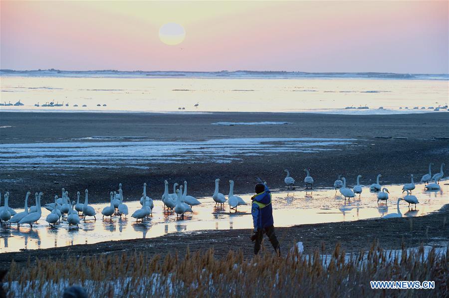 CHINA-SHANDONG-SWAN-PROTECTION (CN)