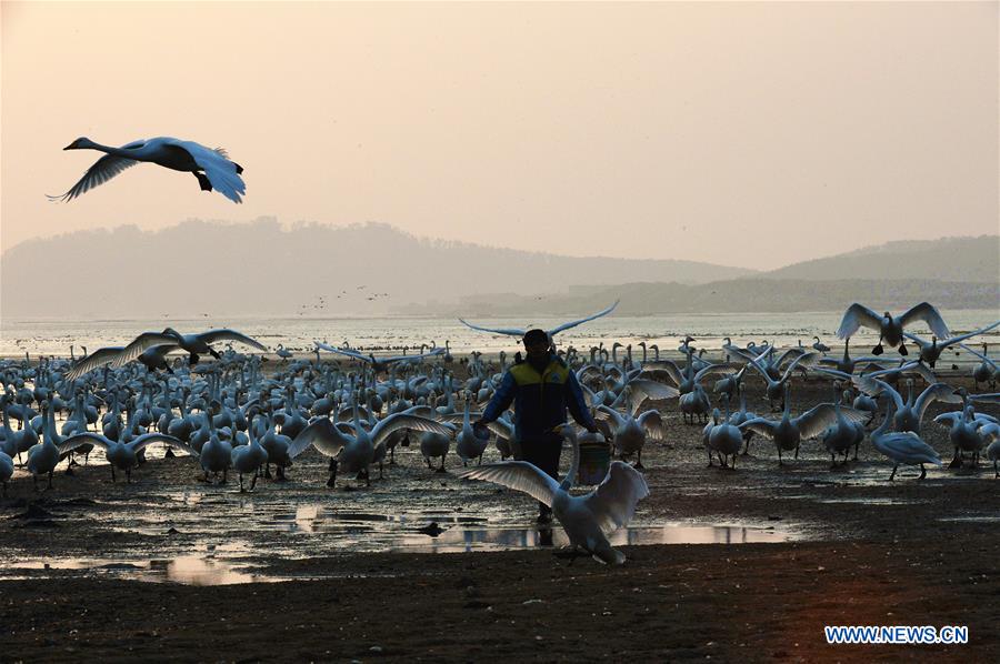 CHINA-SHANDONG-RONGCHENG-SWAN (CN)