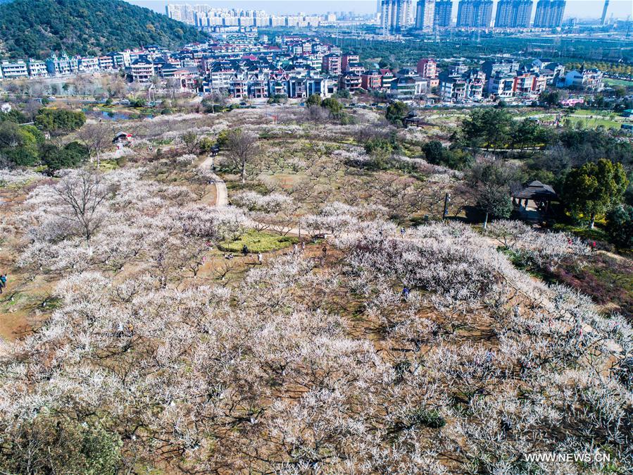 CHINA-ZHEJIANG-HANGZHOU-PLUM BLOSSOM (CN)