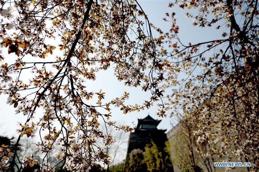 CHINA-SPRING-SCENERY (CN)