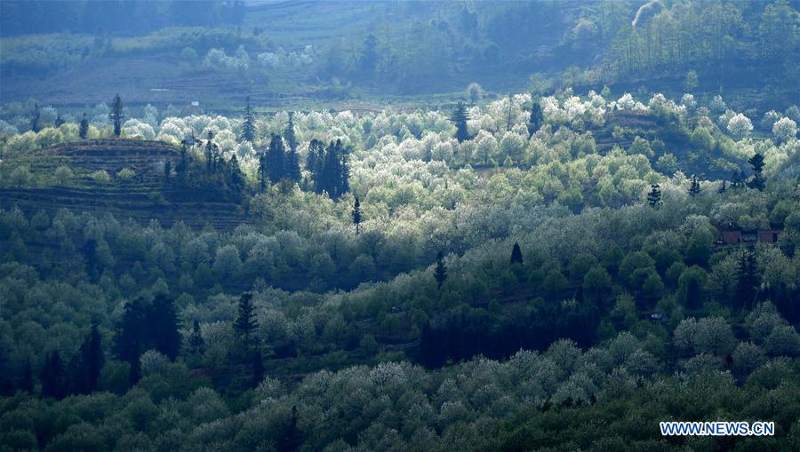 CHINA-YUNNAN-PEAR BLOSSOMS (CN)