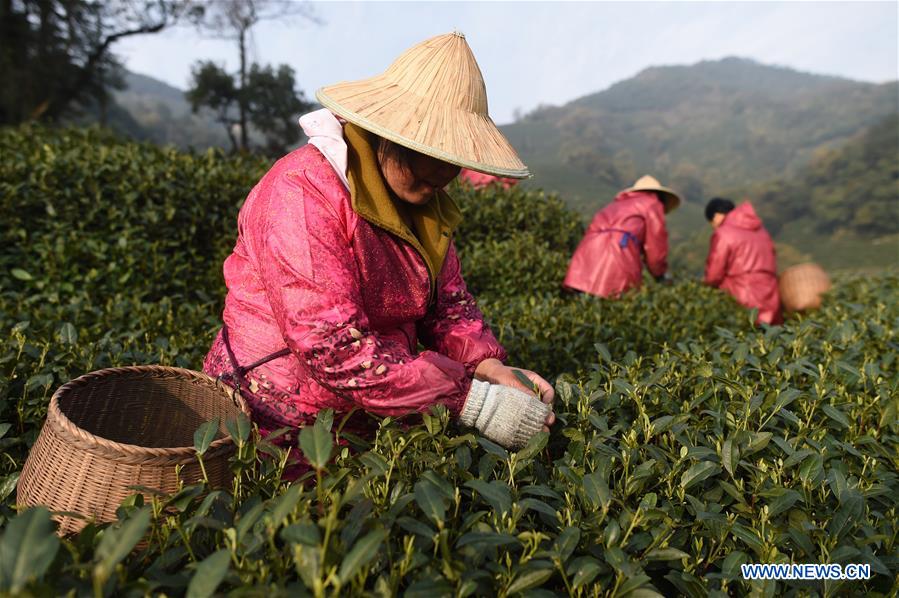 CHINA-HANGZHOU-TEA-PICKING (CN)