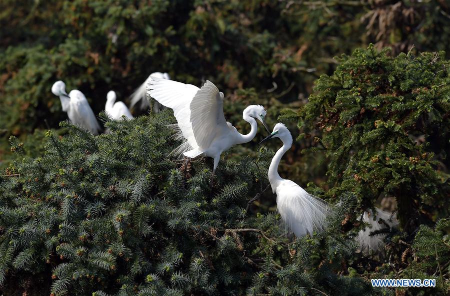 CHINA-JIANGXI-EGRETS (CN)