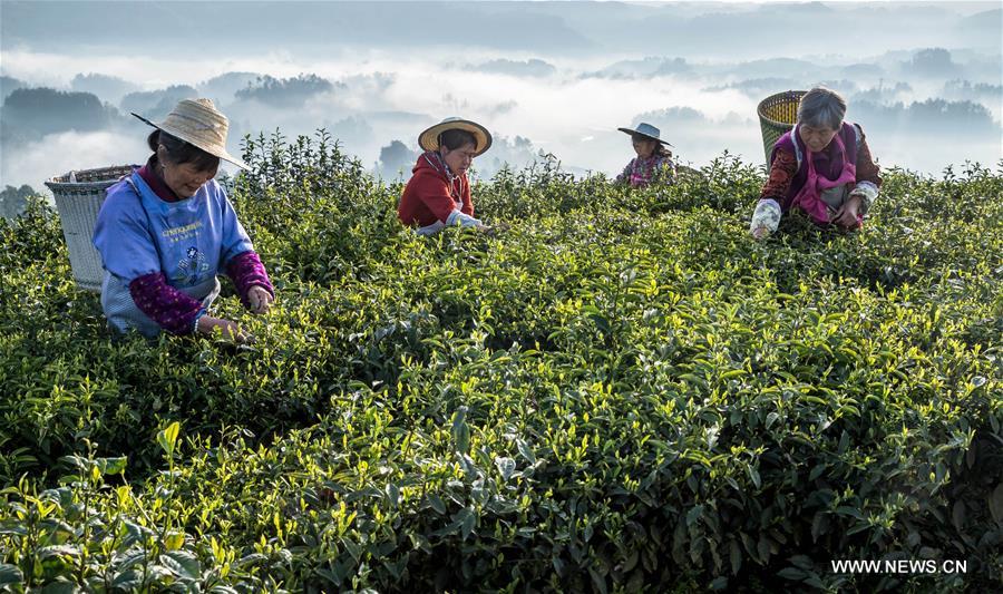 #CHINA-SPRING-SCENERY(CN)