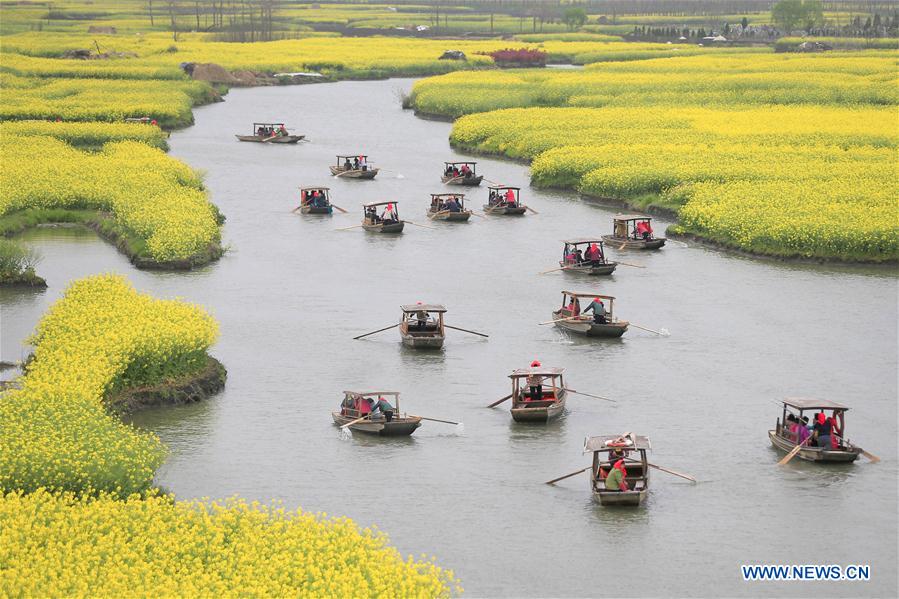 #CHINA-JIANGSU-COLE FLOWER-SCENERY-TOURISM (CN)