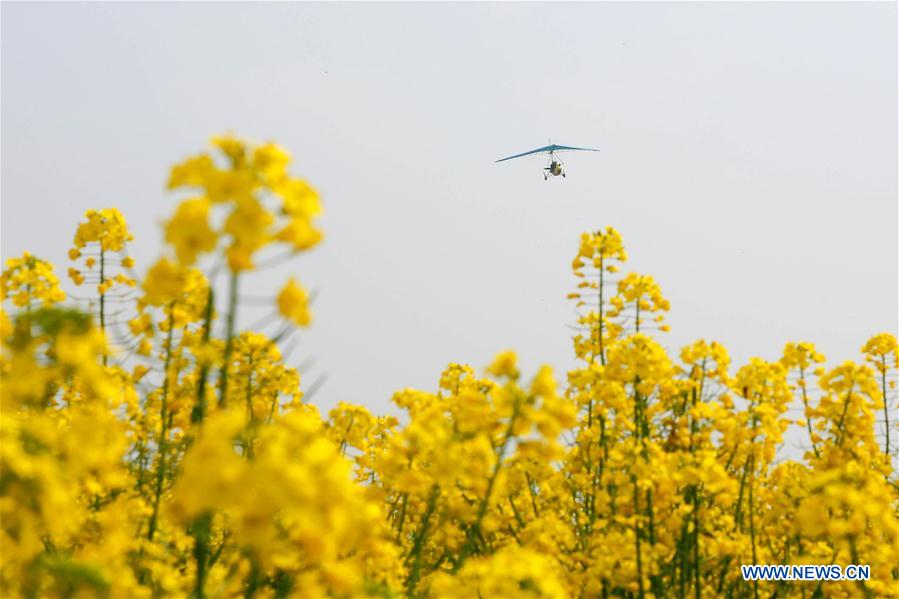 #CHINA-JIANGSU-COLE FLOWER-SCENERY-TOURISM (CN)