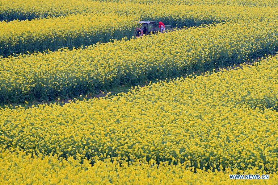 #CHINA-JIANGSU-COLE FLOWER-SCENERY-TOURISM (CN)