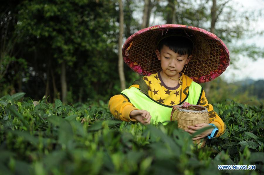 CHINA-GUIZHOU-TEA-PICKING-LEARNING TOUR (CN)