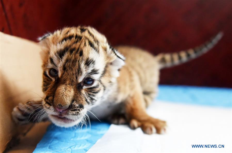 CHINA-HEILONGJIANG-HARBIN-SIBERIAN TIGER CUBS (CN)