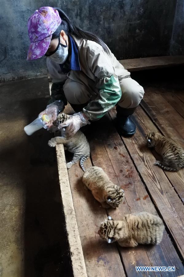 #CHINA-HEILONGJIANG-SIBERIAN TIGER-QUINTUPLETS (CN)