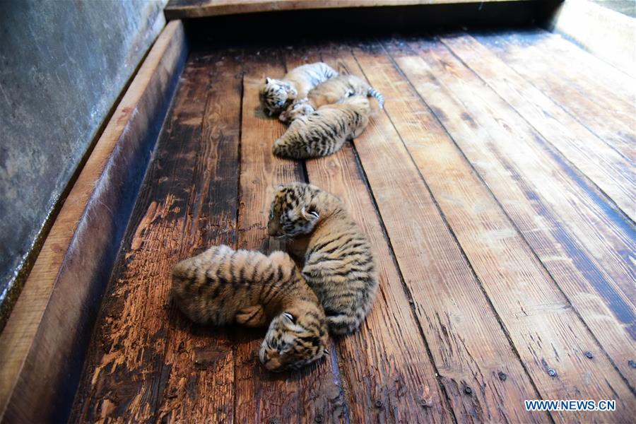 #CHINA-HEILONGJIANG-SIBERIAN TIGER-QUINTUPLETS (CN)