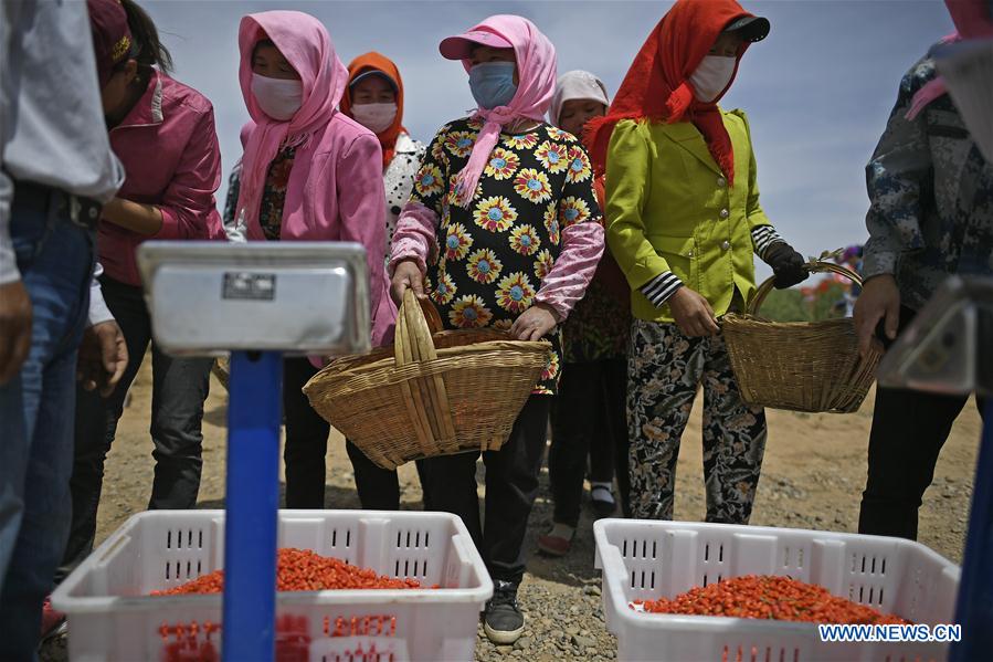 CHINA-NINGXIA-GOJI BERRY-HARVEST (CN)