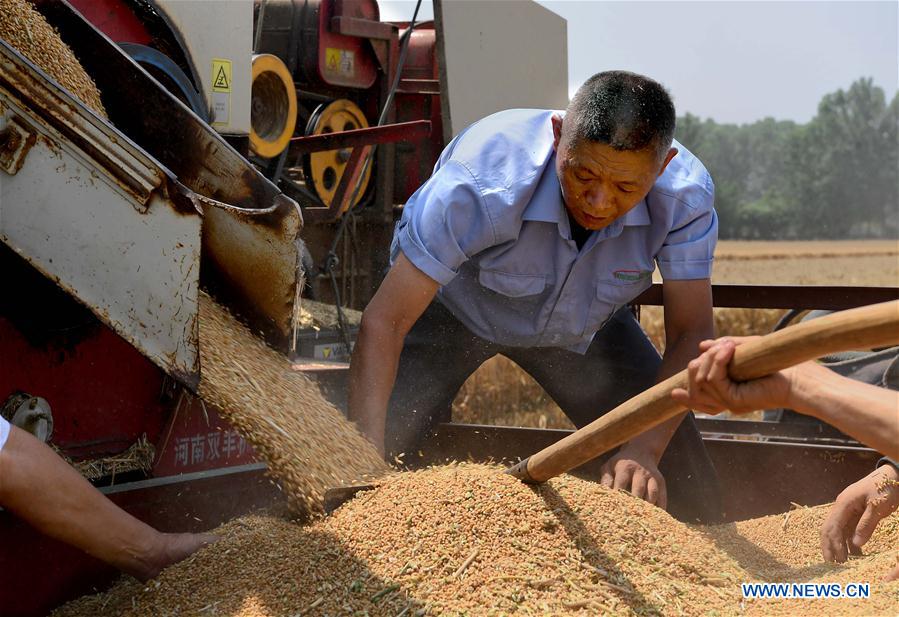 CHINA-HENAN-TAXI DRIVER-WHEAT HARVEST (CN)