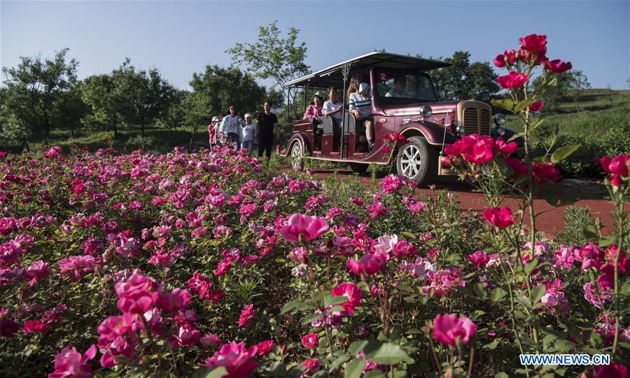 CHINA-SHAANXI-LUONAN-ROSE (CN)