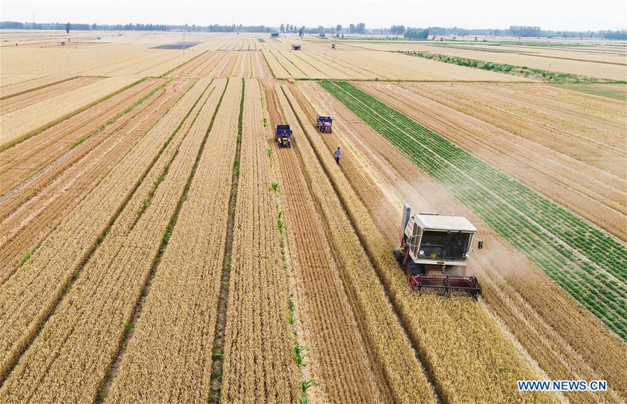 CHINA-HEBEI-HENGSHUI-WHEAT HARVEST (CN)