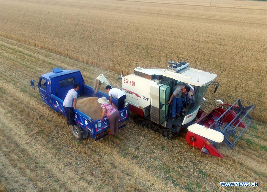 #CHINA-SHANDONG-ZIBO-WHEAT HARVEST (CN) 