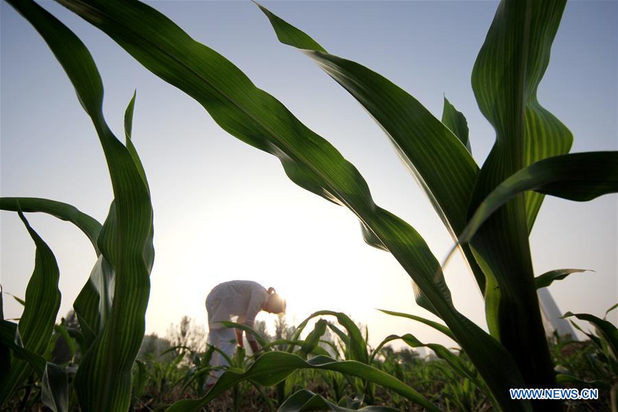 #CHINA-LESSER HEAT-FARMING (CN)