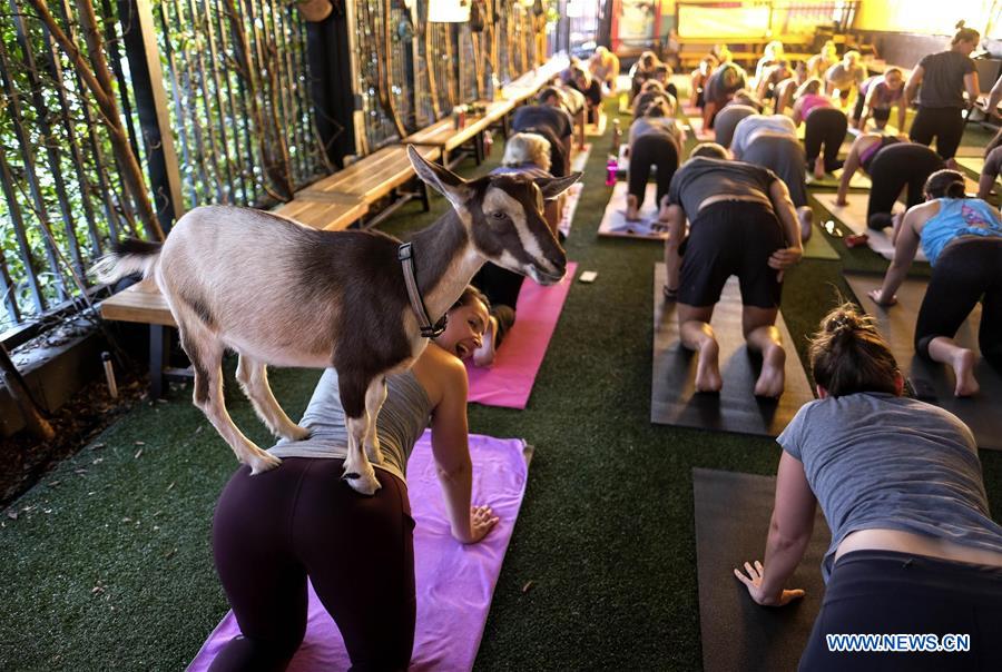 U.S.-LOS ANGELES-"GOAT YOGA"