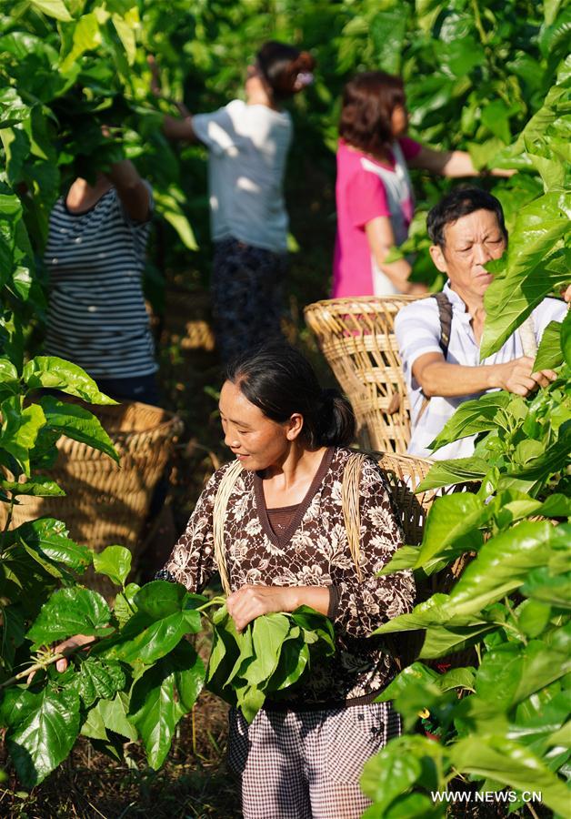 CHINA-SHAANXI-SHIQUAN-MULBERRY SILK INDUSTRY (CN)