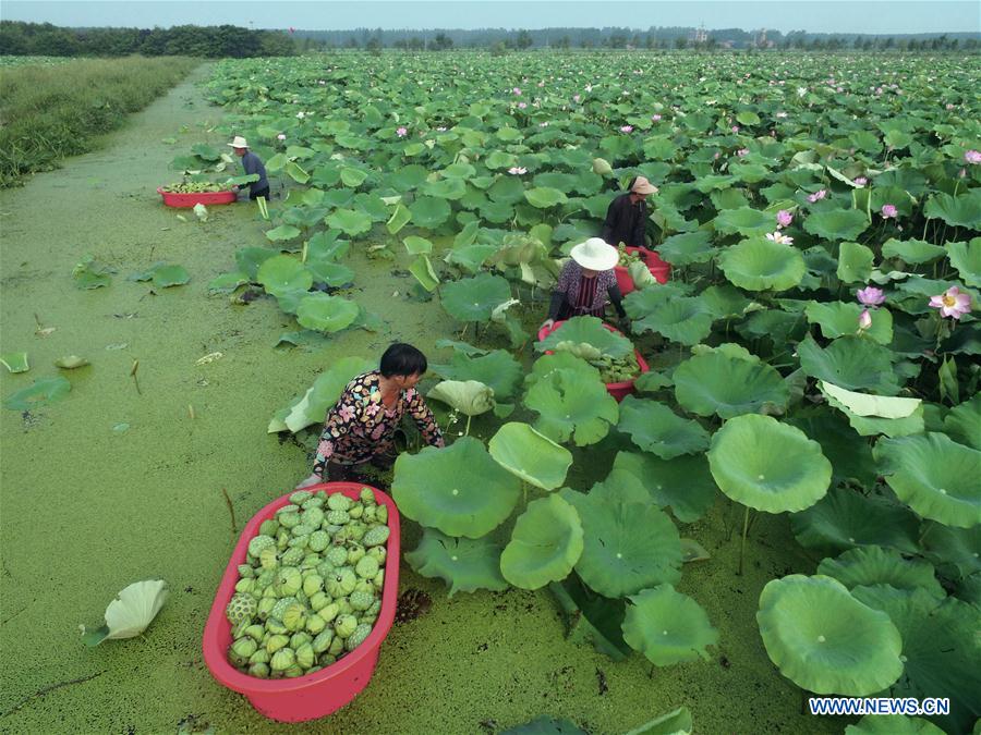 #CHINA-SHANDONG-LOTUS SEEDS-HARVEST (CN)