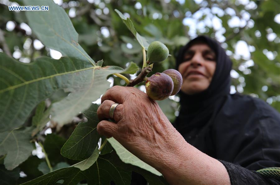 MIDEAST-NABLUS-FIGS-CULTIVATION