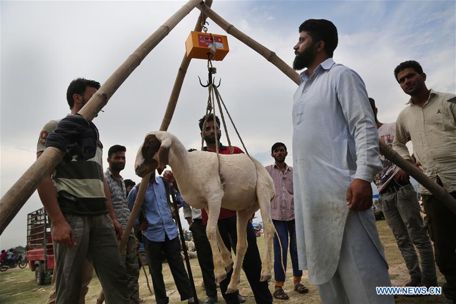 KASHMIR-SRINAGAR-LIVESTOCK MARKET-EID AL-ADHA