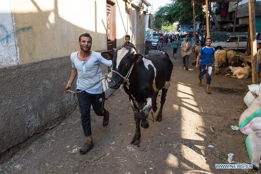 EGYPT-CAIRO-EID AL-ADHA-LIVESTOCK MARKET