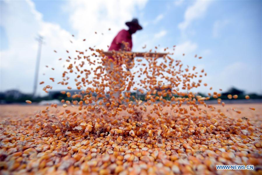 #CHINA-SHANDONG-LINYI-CORN HARVEST (CN)