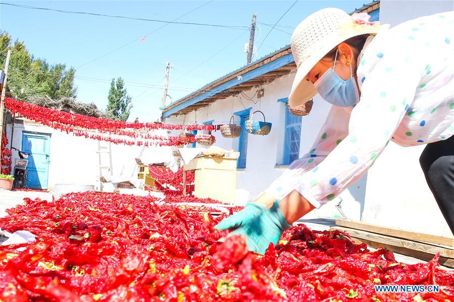 #CHINA-XINJIANG-BARKOL-CHILI HARVEST (CN)