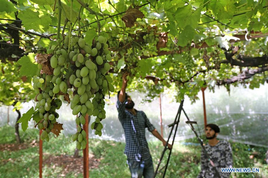 KASHMIR-SRINAGAR-GRAPE HARVEST