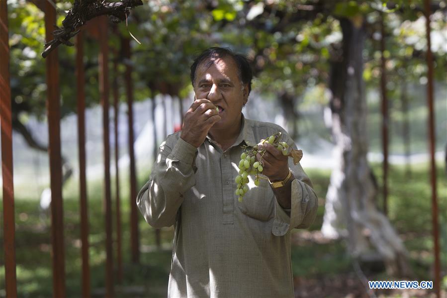 KASHMIR-SRINAGAR-GRAPE HARVEST