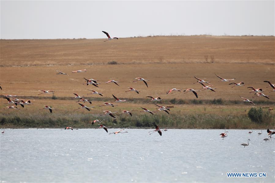 TURKEY-DUDEN LAKE-FLAMINGOS