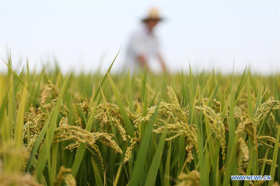 #CHINA-AUTUMN-PADDY FIELDS (CN)