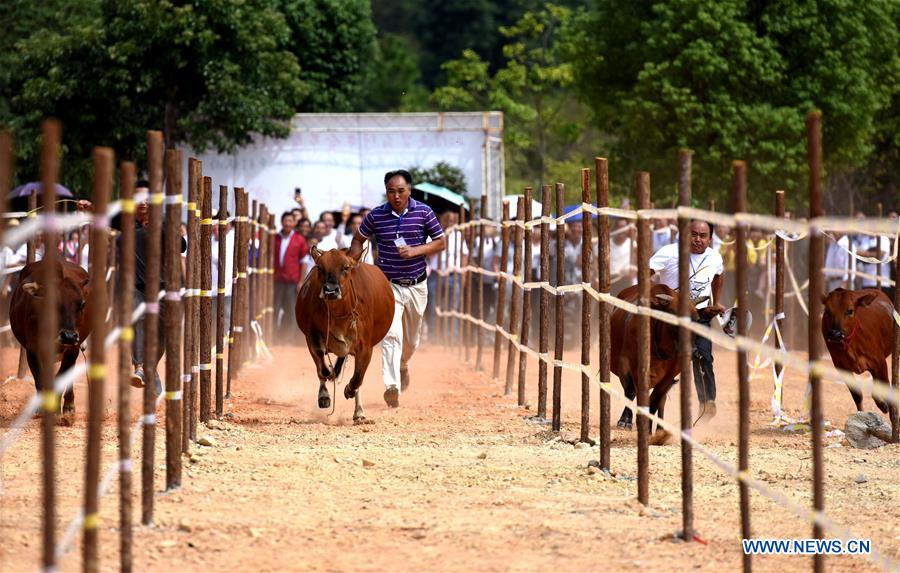 CHINA-JIANGXI-CATTLE (CN)