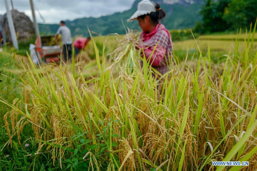 CHINA-CHONGQING-FARMWORK-TOURISM (CN)