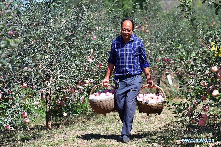 CHINA-HENAN-AGRICULTURE-FRUIT INDUSTRY (CN)