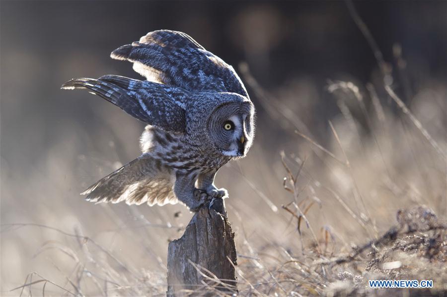 CHINA-INNER MONGOLIA-YAKESHI-WILD BIRD (CN)