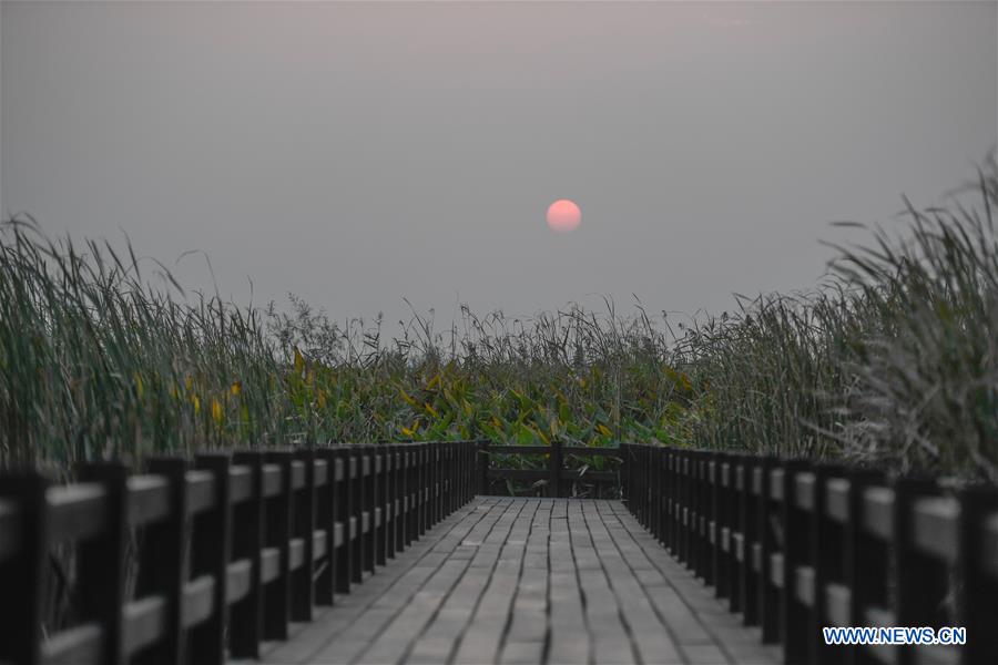 CHINA-NINGBO-HANGZHOU BAY-WETLAND-AUTUMN SCENERY(CN)