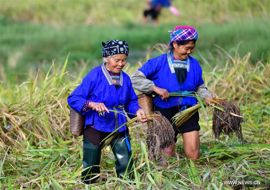 CHINA-GUANGXI-ANTAI-RICE-HARVEST (CN)