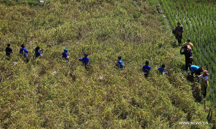 CHINA-GUANGXI-ANTAI-RICE-HARVEST (CN)