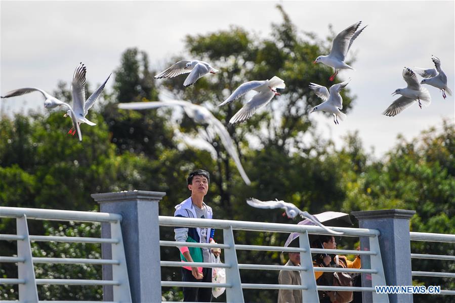 CHINA-YUNNAN-KUNMING-BLACK-HEADED GULL-MIGRATION (CN)