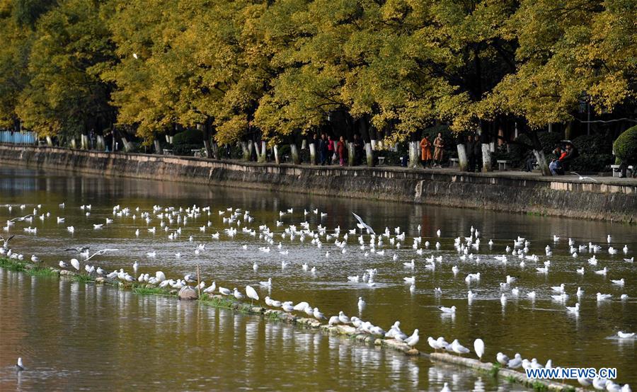 CHINA-YUNNAN-KUNMING-BLACK-HEADED GULL-MIGRATION (CN)