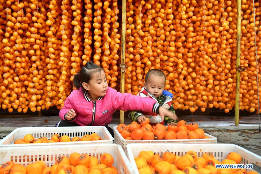 #CHINA-SHANDONG-ZIBO-PERSIMMON (CN)