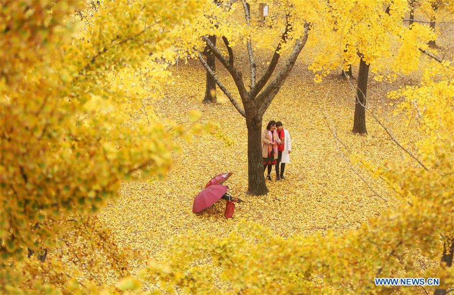 #CHINA-SHANDONG-GINKGO TREES (CN)